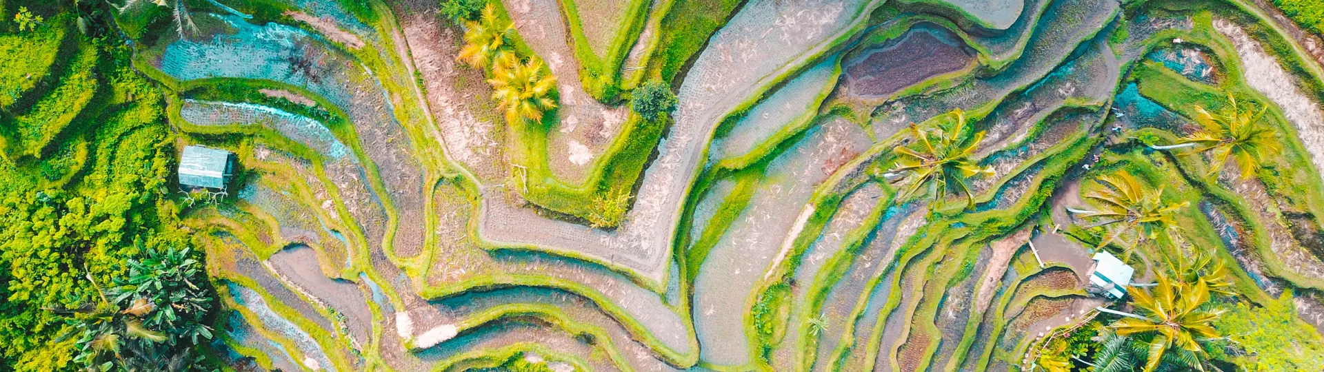 Aerial photo of rice terraces, Jason Cooper, Unsplash