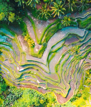 Aerial photo of rice terraces, Jason Cooper, Unsplash